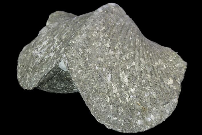 Pyrite Replaced Brachiopod (Paraspirifer) - Ohio #89726